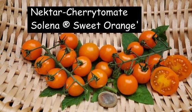 Solena ® Sweet Orange