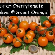 Solena ® Sweet Orange