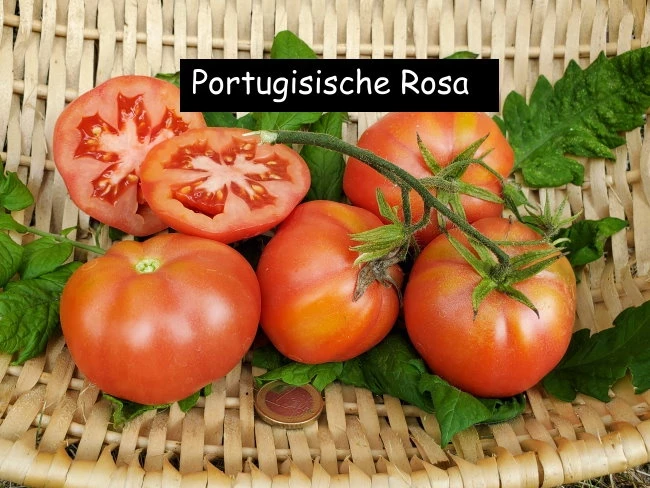 Portugiesische Rosa