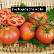 Portugiesische Rosa