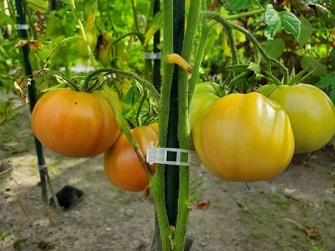 Portugiesische Rosa