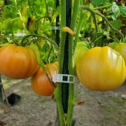 Portugiesische Rosa
