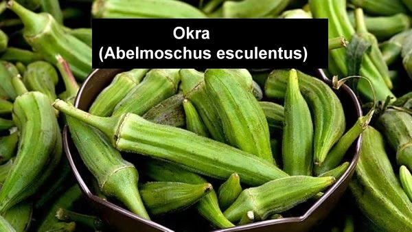 Okra Abelmoschus esculentus