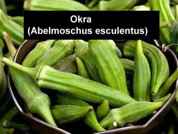 Okra Abelmoschus esculentus