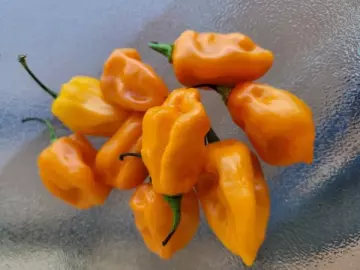 Habanero, orange  (Chili)