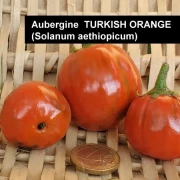 Aubergine  TURKISH ORANGE (Solanum aethiopicum)
