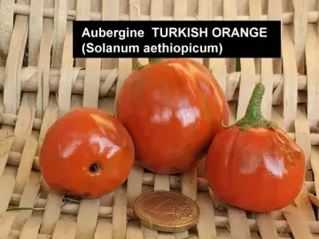Aubergine  TURKISH ORANGE (Solanum aethiopicum)