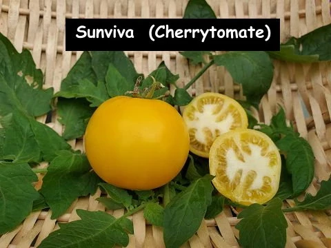 Sunviva  (Cherrytomate)