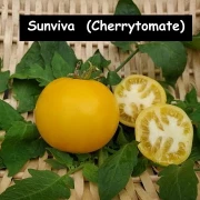 Sunviva  (Cherrytomate)