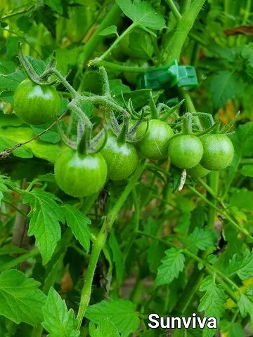 Sunviva  (Cherrytomate)