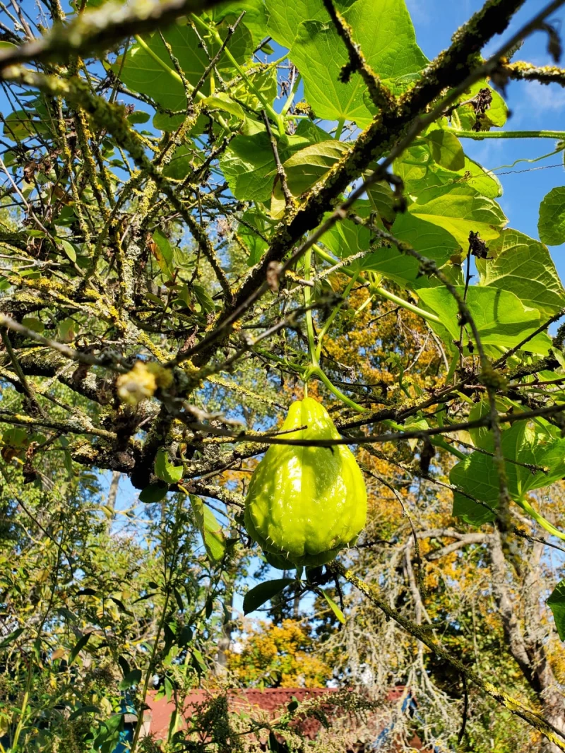 Chayote (Sechium edule)