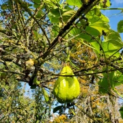 Chayote (Sechium edule)