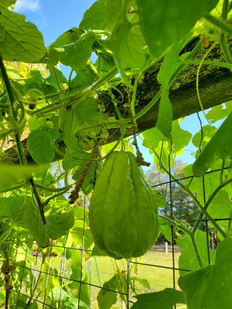 Chayote (Sechium edule)