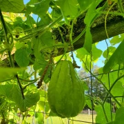 Chayote (Sechium edule)