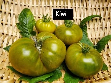 Kiwi-Tomate