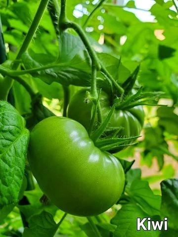 Kiwi-Tomate