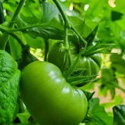 Kiwi-Tomate
