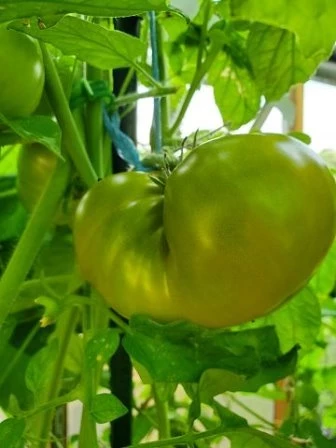 Kiwi-Tomate
