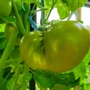 Kiwi-Tomate