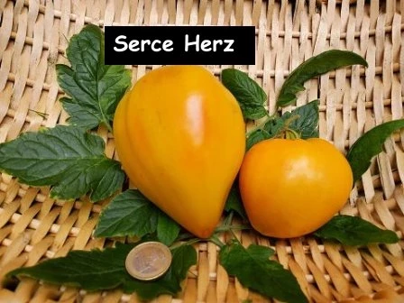 Serce Herz (Ochsenherz)