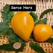 Serce Herz (Ochsenherz)