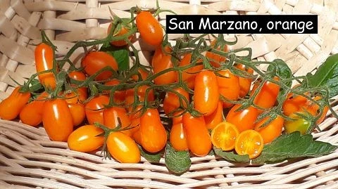 San Marzano (Mini Orange )