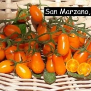 San Marzano (Mini Orange )