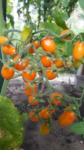 San Marzano (Mini Orange )
