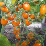 San Marzano (Mini Orange )