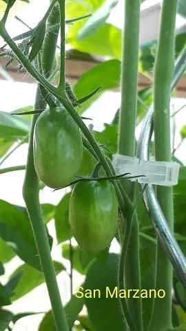 San Marzano (Mini Orange )