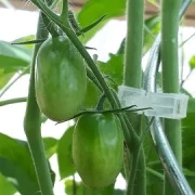 San Marzano (Mini Orange )