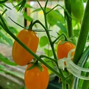 San Marzano (Mini Orange )