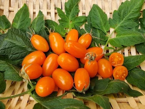 San Marzano (Mini Orange )