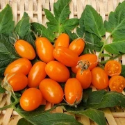 San Marzano (Mini Orange )