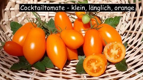 Cocktailtomate (klein länglich, orange)