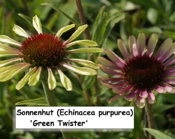 Sonnenhut (Green Twister)