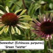 Sonnenhut (Green Twister)