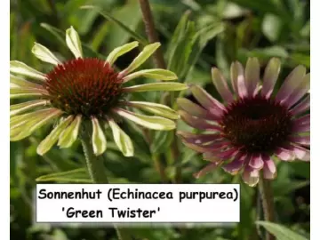 Sonnenhut (Green Twister)