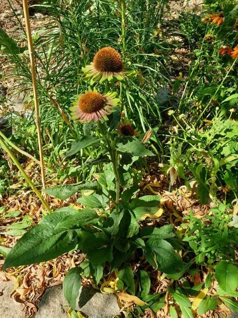 Sonnenhut (Green Twister)