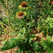 Sonnenhut (Green Twister)