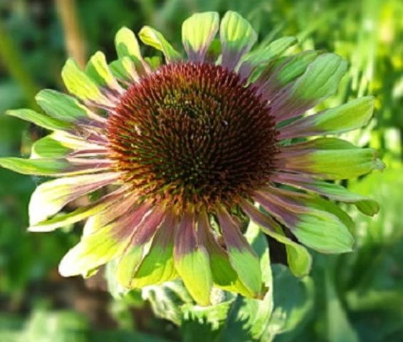 Sonnenhut (Green Twister)
