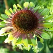 Sonnenhut (Green Twister)