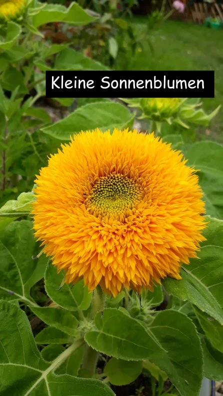 Kleine Sonnenblumen