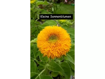 Kleine Sonnenblumen