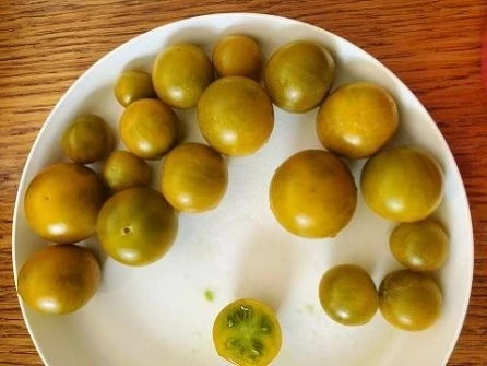 Cherrytomate (klein, grün, gelb)