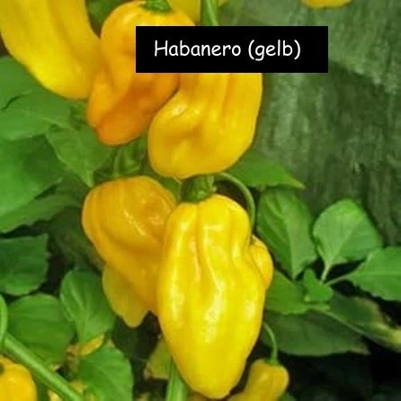 Habanero, Chilli gelb