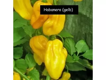 Habanero, Chilli gelb