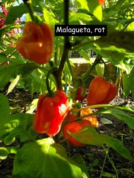 Malagueta, rot