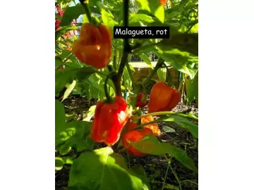 Malagueta, rot