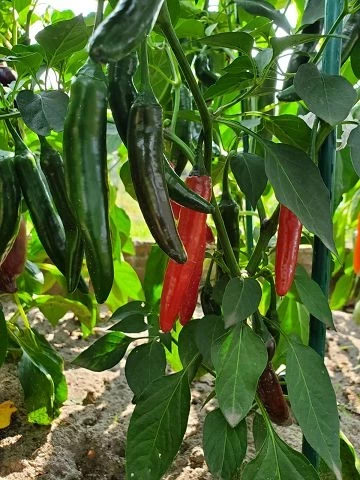 Paprika /Chili scharf,lang, rot